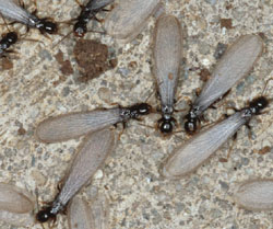 FREE Termite Inspection in Rancho Palos Verdes | Free Pest Inspection in Rancho Palos Verdes