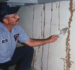 Termite Inspection in Chino | Chino termite Inspection | Termite and Pest Control in Chino