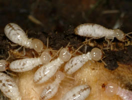 Termite Control Irvine | Irvine Pest Control