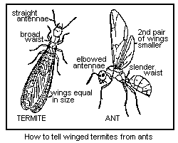 how to tell winged termites from ants