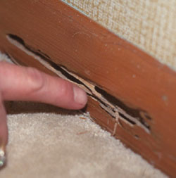 Fullerton termite feeding damage | termite control in Fullerton | Pest Control services in Fullerton