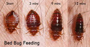 Bed Bugs and Signs to Prevent Infestation in Downey